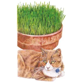 Cat Grass Seeds