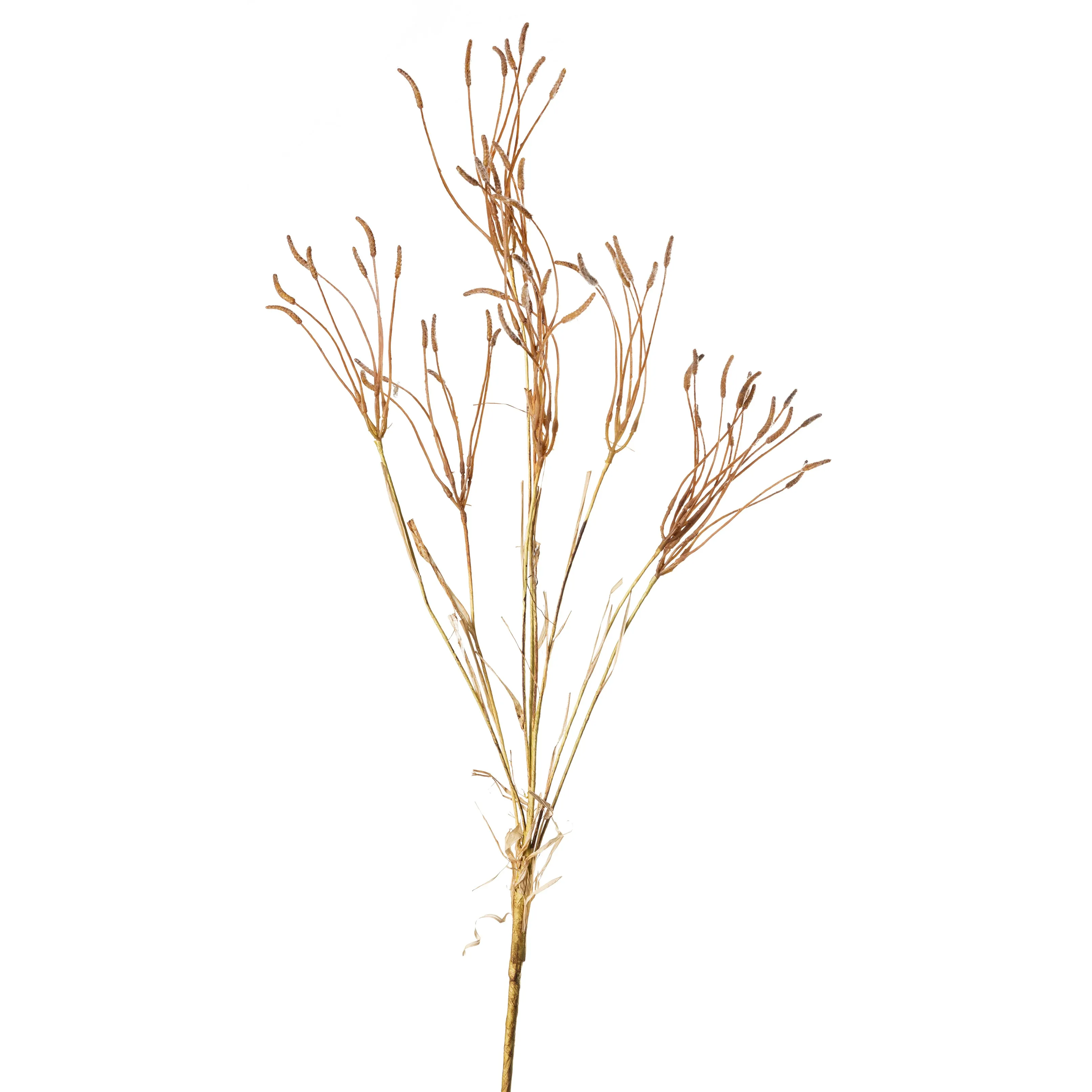 Grass Seed Branch - Brown