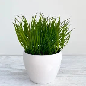 Potted Fine Grass